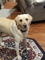 Kim Shultz - Labrador Retriever Stud