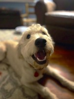 Neil Klingensmith - Goldendoodle Stud