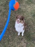 Cameron Jay - Australian Shepherd Dog Stud