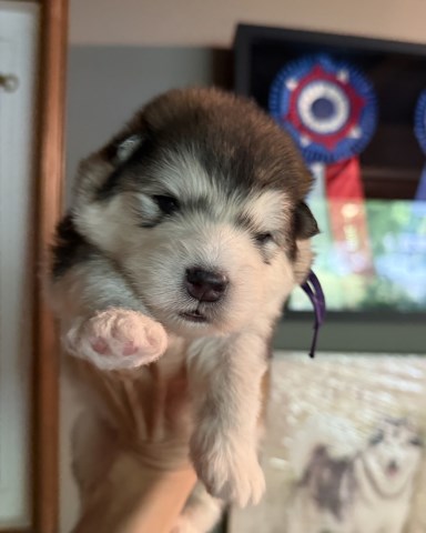 Alaskan Malamute Breeder 31810