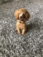 Lyndi Barrett - Poodle Toy Stud