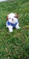 Jonathan Sexton - Shih Tzu Stud