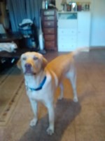 Gary Skinner - Labrador Retriever Stud