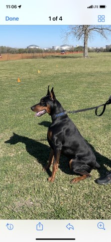Doberman Pinscher Stud 30520