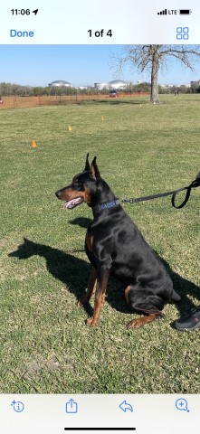 Doberman Pinscher Stud 30520