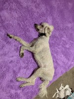 Andrew Holstine - Goldendoodle Stud