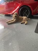 Elyse Segovia - Goldendoodle Stud