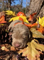 Dogwood Silver Labs Labrador Retriever breeder