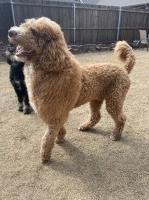 Poodle Standard for Stud near you in Texas - Free Dog Listings