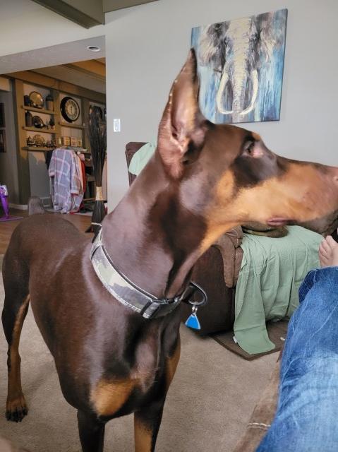 Doberman Pinscher Stud 31260