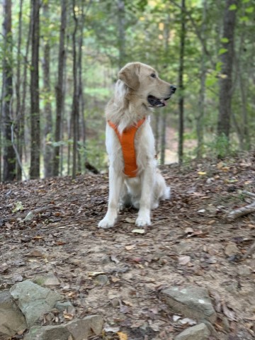 Golden Retriever Stud 29863