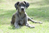 Bryce Braxton - Great Dane Stud