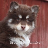 Brookside Pomskies Pomsky breeder