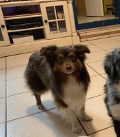 Theresa hassler - Australian Shepherd Dog Stud