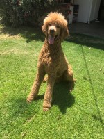 Kaelee - Poodle Standard Stud