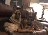 Susan Montoya - German Shepherd Dog Breeder German Shepherd Dog breeder