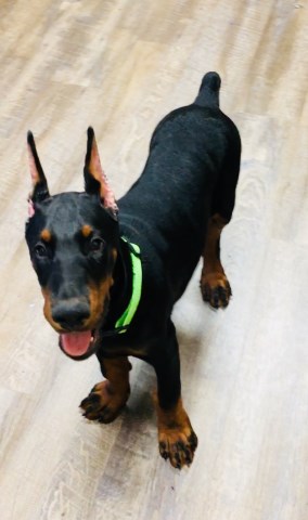 Doberman Pinscher Breeder 25870