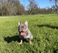 Luis zamudio - French Bulldog Stud