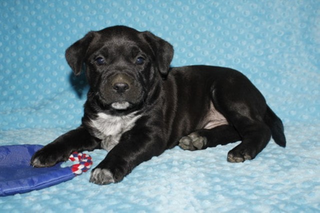 American Pit Bull Terrier Breeder 29365