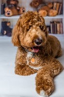 Cristyll Vega - Goldendoodle Stud
