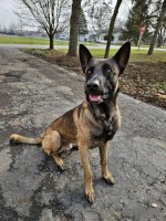 Jennifer Cooper - Malinois Stud