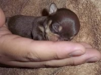Chihuahua thumbnail