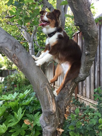 Miniature Australian Shepherd Stud 29238