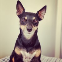 Miniature Pinscher thumbnail