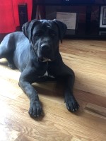 Maurice - Cane Corso Breeder Cane Corso breeder