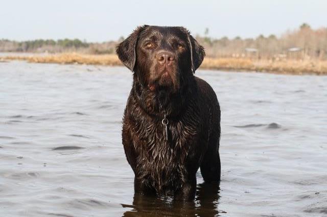 Stone Haven Labradors, Reg