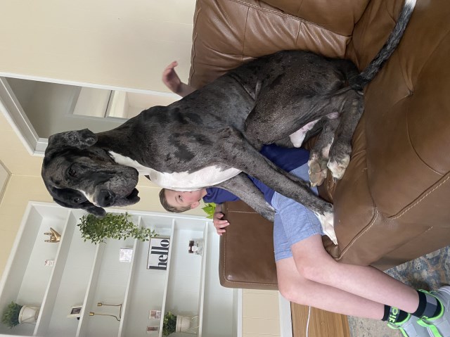 Great Dane Stud 31906