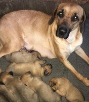John - Black Mouth Cur Breeder Black Mouth Cur breeder
