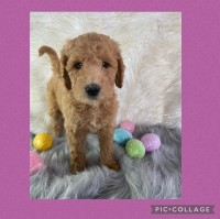 Ellie & Co. Doodles Goldendoodle breeder