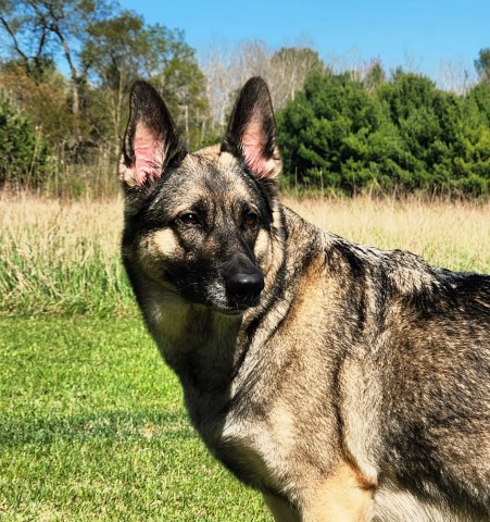 Von WestLynn German Shepherds