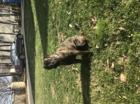 James and Stephanie Lowe - Bullmastiff Breeder Bullmastiff breeder