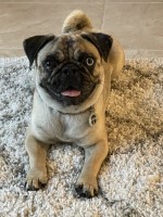 Michael George - Pug Stud