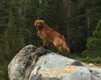 Jon M - Golden Retriever Stud