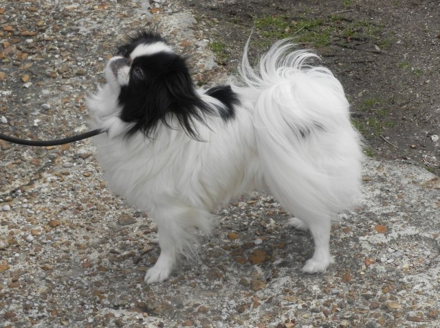 Japanese Chin Breeder 30207