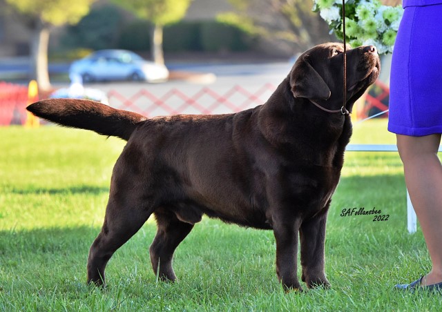 Labrador Retriever Breeder 30645