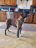 James  Davis - Boxer Stud