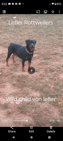 Rottweiler Breeder 31499