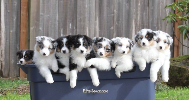 Australian Shepherd Dog Breeder 20982