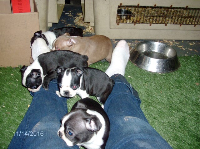 Hillbilly Boston Terriers