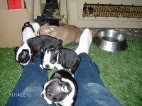 Hillbilly Boston Terriers Boston Terrier breeder