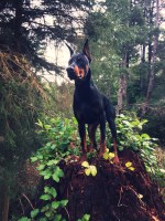 Adrianna Thode - Doberman Pinscher Stud