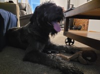 Giant Schnauzer thumbnail