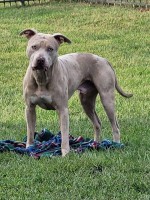 Will Coleman - American Staffordshire Terrier Stud