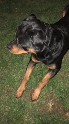 Rottweiler Stud 27273