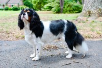 Madeline Head - Cavalier King Charles Spaniel Stud