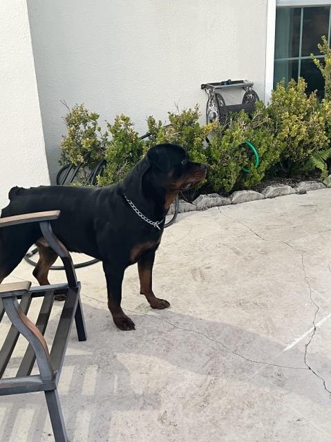 Rottweiler Stud 31426